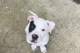 Pedigree American bulldog 