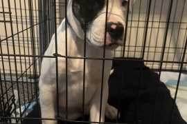 Pedigree American bulldog 