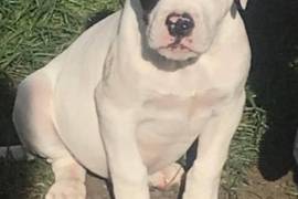 Pedigree American bulldog 