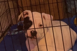 Pedigree American bulldog 