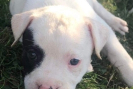 Pedigree American bulldog 