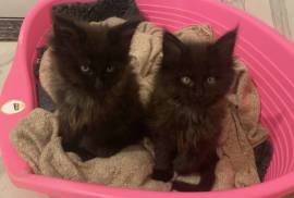 Stunning maine coons