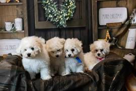 Gorgeous puppies 