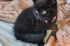 Tica registered beautiful black smoke female left