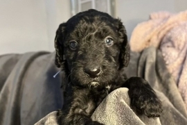 Cockapoo x labradoodle puppies 