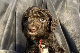 Cockapoo x labradoodle puppies 