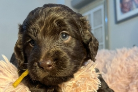 Cockapoo x labradoodle puppies 