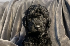 Cockapoo x labradoodle puppies 