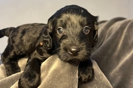 Cockapoo x labradoodle puppies 