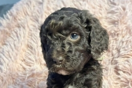 Cockapoo x labradoodle puppies 