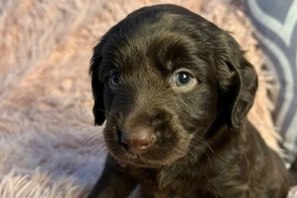 Cockapoo x labradoodle puppies 