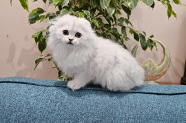 Excellent Scottish fold kittens 