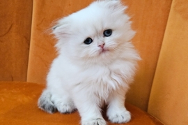 Excellent Scottish fold kittens 