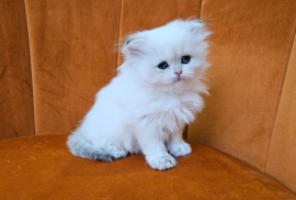 Excellent Scottish fold kittens 