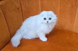 Excellent Scottish fold kittens 