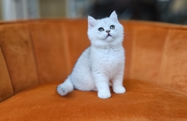 Excellent Scottish fold kittens 