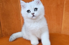 Excellent Scottish fold kittens 