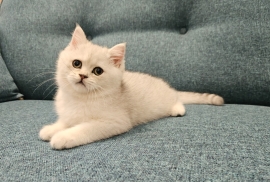 Excellent Scottish fold kittens 