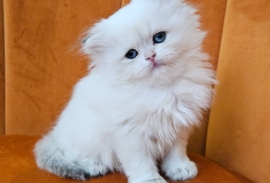 Excellent Scottish fold kittens 