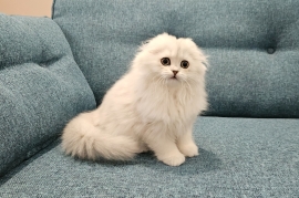 Excellent Scottish fold kittens 