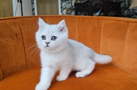 Excellent Scottish fold kittens 