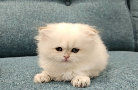 Excellent Scottish fold kittens 