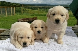 Beautiful Golden Retriever's