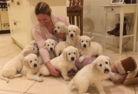 Beautiful Golden Retriever's