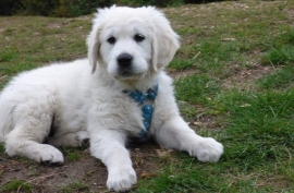 Beautiful Golden Retriever's