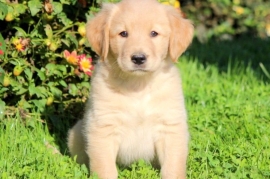 Beautiful Golden Retriever's