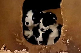 Four Beautiful Border Collies 