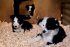 Four Beautiful Border Collies 