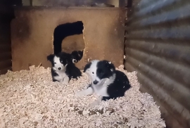 Four Beautiful Border Collies 