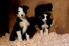 Four Beautiful Border Collies 