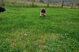 French Bulldog Puppy