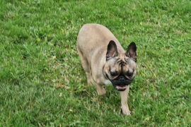 French Bulldog Puppy