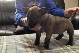 Quality KC registered English bull terrier puppies