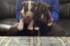 Quality KC registered English bull terrier puppies