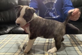 Quality KC registered English bull terrier puppies