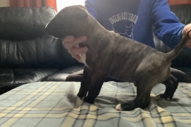 Quality KC registered English bull terrier puppies