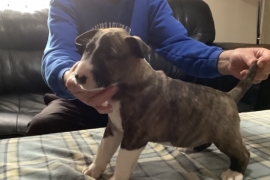 Quality KC registered English bull terrier puppies