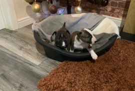 Quality KC registered English bull terrier puppies