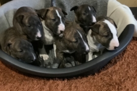 Quality KC registered English bull terrier puppies