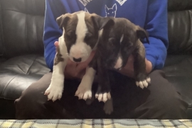 Quality KC registered English bull terrier puppies