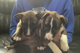 Quality KC registered English bull terrier puppies