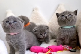 adorable Scottish fold kittens tica