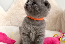 adorable Scottish fold kittens tica