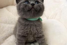 adorable Scottish fold kittens tica