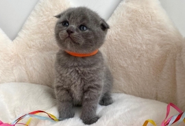 adorable Scottish fold kittens tica