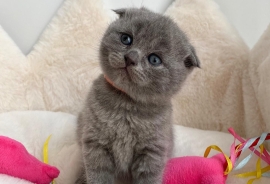 adorable Scottish fold kittens tica